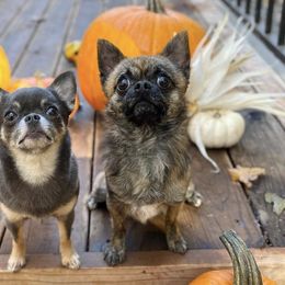 Chihuahuas from Red Paw Chihuahuas
