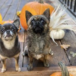 Chihuahuas from Red Paw Chihuahuas