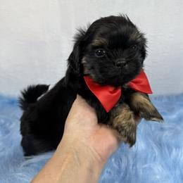 King louis - Black and tan male Shih Tzu puppy in Columbia, Kentucky from Lisa Bandy Luxe Shih Tzu