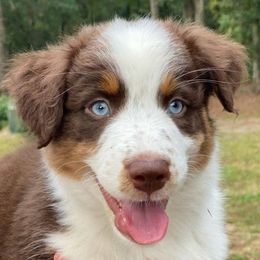 Australian Shepherds from K9Love