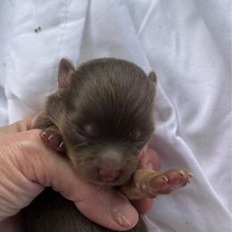Pancake - Chocolate merle male Pomeranian puppy in Somerset, Kentucky from Perez Pomeranians
