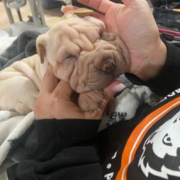 Bertha - Cream female Chinese Shar-Pei puppy in Machesney Park, Illinois from Kung Fu Peis