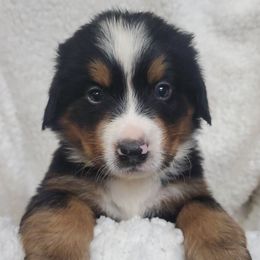 Boy 2 - Black rust and white male Bernese Mountain Dog puppy in Nicholson, Georgia from Bernese Mountain Dogs of Pony Trail Farm