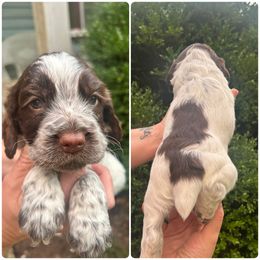 Francis - Brown roan male Cocker Spaniel puppy in Adamsville, Tennessee from Jamie’s Sweet Spaniels