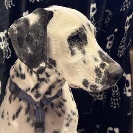 AKC LUA Loki - White and black male Dalmatian puppy in Las Vegas, Nevada from 101 Dew Dream Valley Dalmatians