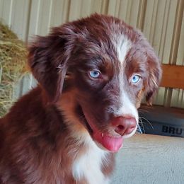RTF1 - Red tri-color female Australian Shepherd puppy in Seneca, South Carolina from Tawodi Hills