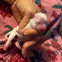 Bonzie - White male Chihuahua puppy in Summerfield, Florida from Uey’s Chihuahuas