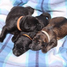 3rd Pick male - Sable male German Shepherd puppy in Elkmont, Alabama from Oakmont Shepherds
