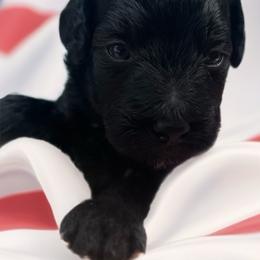 Salsa - Black female Poodle puppy in Port Saint Lucie, Florida from Abbott Standard Poodles