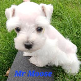Mr Moose - White male Miniature Schnauzer puppy in Shoshone, Idaho from Debra Kruse's Miniature Schnauzers