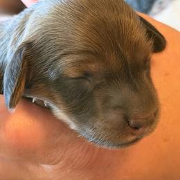 Roscoe - Red male Dachshund puppy in Oregon from SoCo Dachshunds
