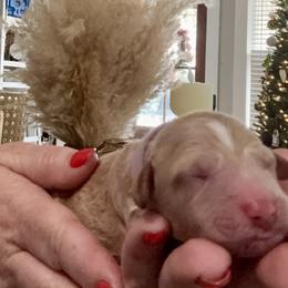 Dream - Apricot female Goldendoodle puppy in Lake Charles, Louisiana from Perfect Fit Poodles & Doodles
