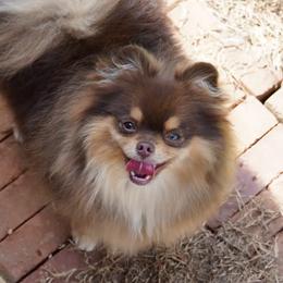 Idgie - Pomeranian