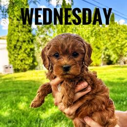 Wednesday - Red  female Goldendoodle puppy in Bountiful, Utah from Red Brick Doodles