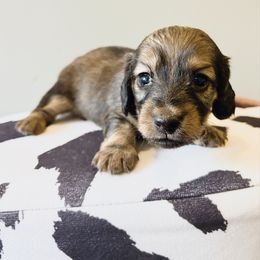 Honey 3500 - Cream female Dachshund puppy in Sylvania, Alabama from Yancey’s Doxies