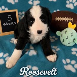 Roosevelt - Black and white male Sheepadoodle puppy in Glen Rose, Texas from Clevenger’s Sheepadoodle Fur Baby Farm