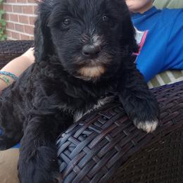 Sparkler - Black and white female Bernedoodle puppy in Woodland, Georgia from Bethel Doodle Ranch