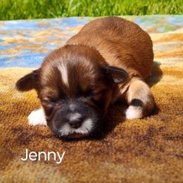 Jenny - Brown female Lhasa Apso puppy in Jefferson, New York from Absolute Lhasa Love