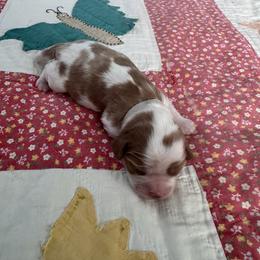 Winnie - Blenheim female Cavalier King Charles Spaniel puppy in Marion, Indiana from Country Cavapoos