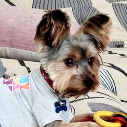 Braxton - Yorkshire Terrier