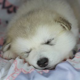 Juno - Gray and white female Alaskan Malamute puppy in Independence, Virginia from New River Valley Malamutes