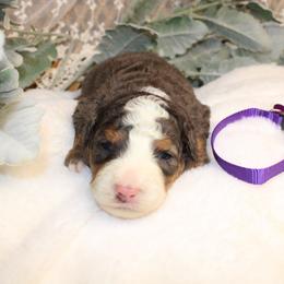Purple - Merle female Bernedoodle puppy in Mississippi from Ewing Acres