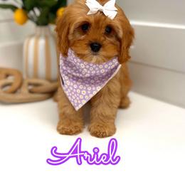Ariel - Red female Cavapoo puppy in Buford, Georgia from Petite Posh Puppies