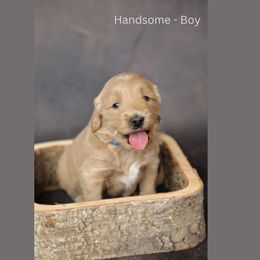 Goldendoodle Puppies from Sweet Oakley Doodles