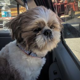 Zoey - Shih Tzu