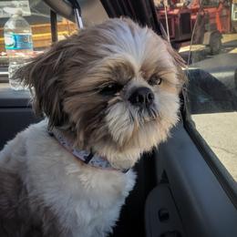 Zoey - Shih Tzu