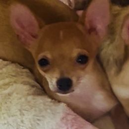 Carlito - Sable spotted white male Chihuahua puppy in Framingham, Massachusetts from Boston Chi Chis