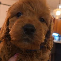 Birch - Red  male Goldendoodle puppy in Red Oak, Iowa from Fisher Pups-Stay Golden with a Doodle