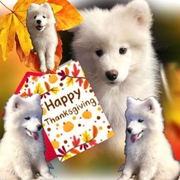 Samoyed Puppies from Better’s Samoyeds
