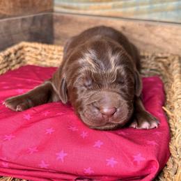 Dove - Brown female Newfoundland puppy in Tully, New York from Bear Paw Newfoundlands