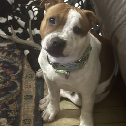 Chipper - Staffordshire Bull Terrier