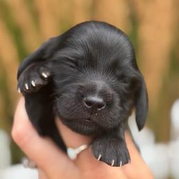 Solid Black Boy 3200 - Black male Dachshund puppy in North Branch, Michigan from Doxie View Acres