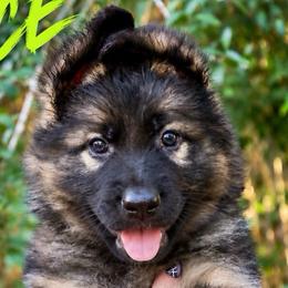 Ace - Sable male German Shepherd puppy in Canton, Texas from WILDWOOD GERMAN SHEPHERDS