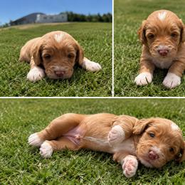 Aussiedoodle, Bernedoodle, Cavapoo, Goldendoodle, and Newfypoo Puppies from Haaspawz
