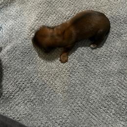 B3 - Chocolate and cream male Dachshund puppy in Harpers Ferry, West Virginia from Brandie Kelley