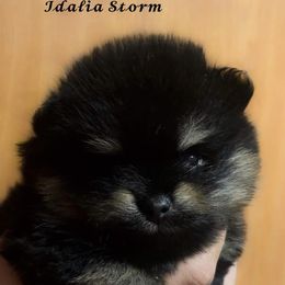 Pomeranian Puppies from Silver’s Reigning Heir Poms