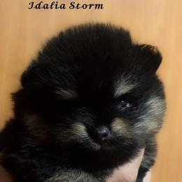 Pomeranian Puppies from Silver’s Reigning Heir Poms