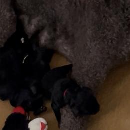 Red - Black female Poodle puppy in Hamilton Square, New Jersey from Sweet Standards