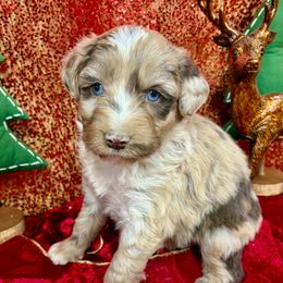 Ranger - Brown merle male Aussiedoodle puppy in Marshall, Arkansas from Buffalo River Puppies