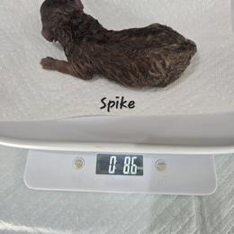Spike - Red  male Poodle puppy in Goodyear, Arizona from Moving and Grooving Pups
