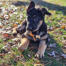 German Shepherd Puppies from Fern Hill Kennel