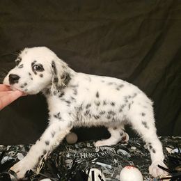 Dalmatian Puppies from Long Coat Dalmatians