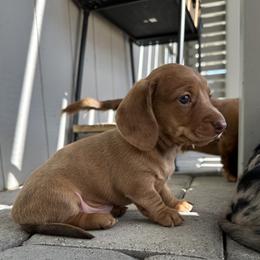 Red - Red male Dachshund puppy in Paso Robles, California from Nicole's Dachshunds