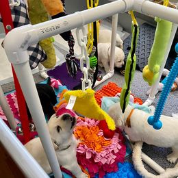 Labrador Retriever Puppies from Lost Woods Labradors