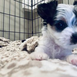 Yorkshire Terrier Puppies from Rosey’s Yorkies