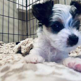 Yorkshire Terrier Puppies from Rosey’s Yorkies